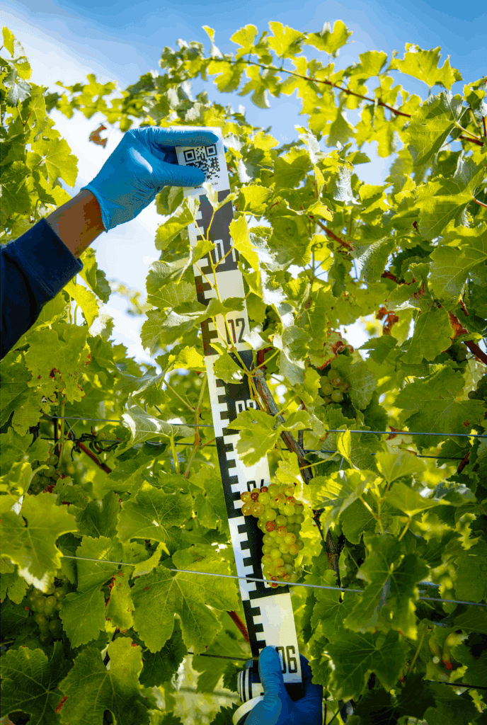 A person wearing blue gloves holds a measuring stick among green grapevines, measuring the height of grape clusters growing on the vine under a bright, sunny sky.